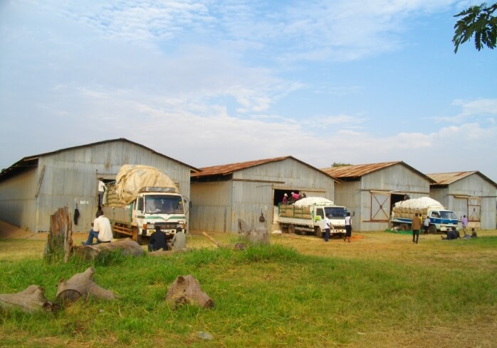 画像:収穫後の綿花の様子