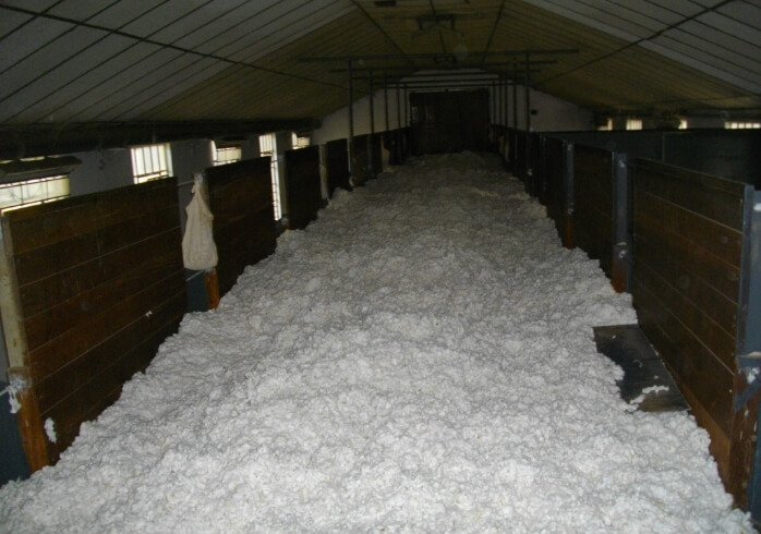 画像:場の中に、加工を待つ真っ白な綿花(原綿)が積まれている光景。