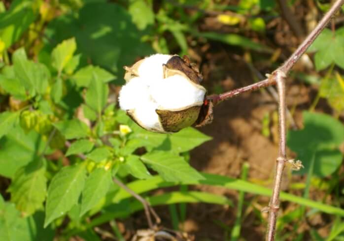 画像:日本綿布こだわりのオーガニックコットン